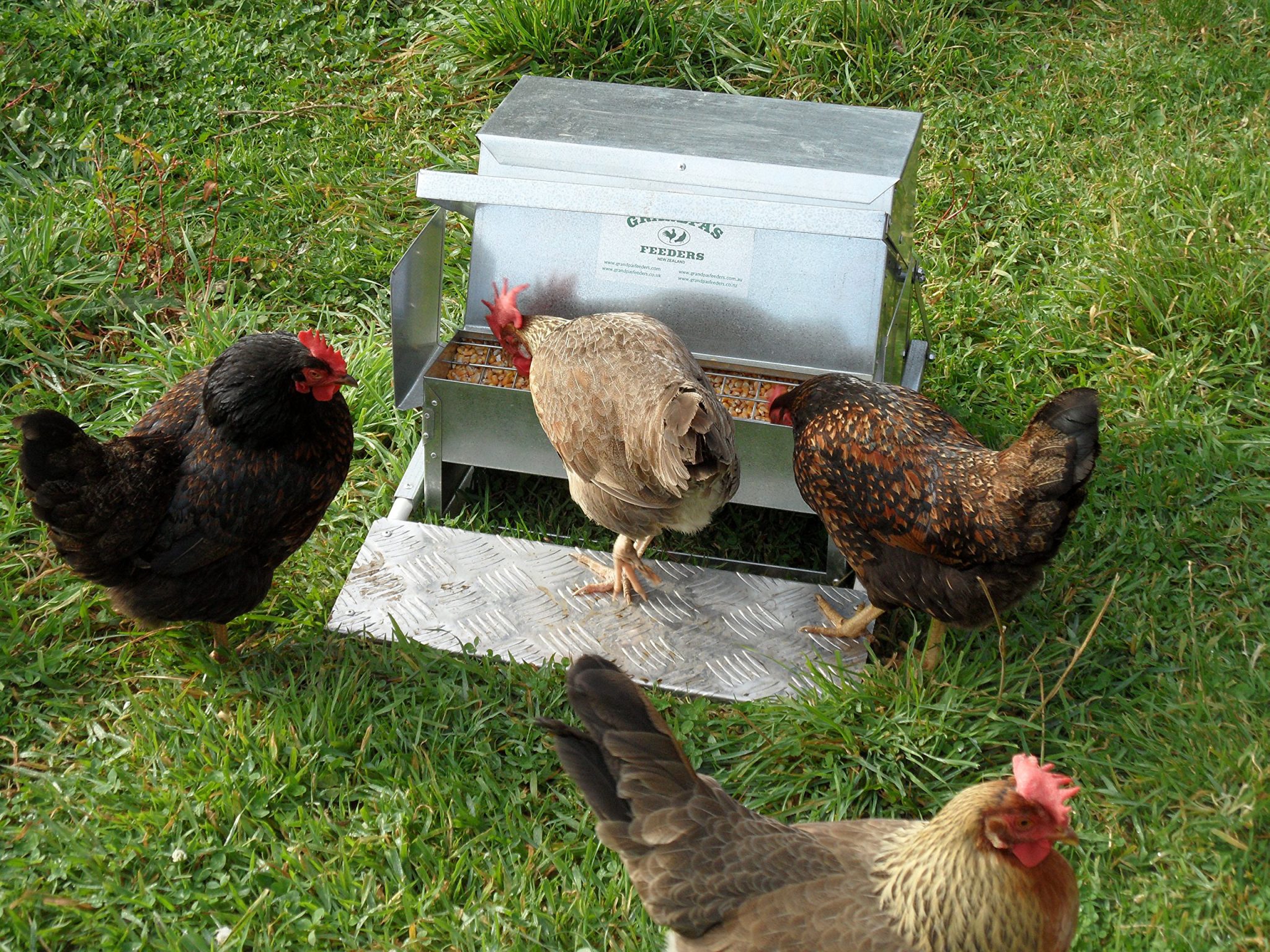 Grandpa's Feeders Automatic Chicken Feeder Sturdy Galvanized Steel
