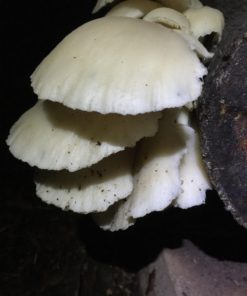 12" Mushroom Log Diy Oyster Mushrooms Ready To Grow Your Own - $32.95