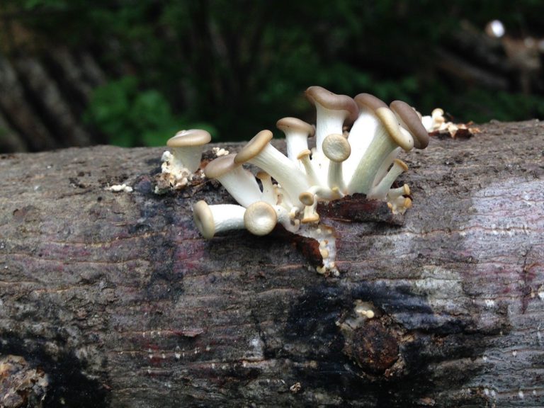 12" Mushroom Log Diy Oyster Mushrooms Ready To Grow Your Own - $32.95