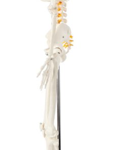 Axis Scientific Mini Human Skeleton Model with Metal Stand | 31 Inches Tall with Removable Arms and Legs is Easy to Assemble | Includes Detailed Product Manual for Study or Reference | 3 Year Warranty - $93.95