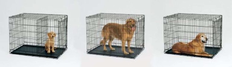 Midwest Life Stages Folding Metal Dog Crate Double Door 36-Inch W/Divider - $65.95