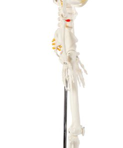 Axis Scientific Mini Human Skeleton Model with Metal Stand | 31 Inches Tall with Removable Arms and Legs is Easy to Assemble | Includes Detailed Product Manual for Study or Reference | 3 Year Warranty - $93.95