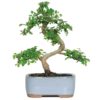 Brussel's Live Chinese Elm Outdoor Bonsai Tree - 5 Years Old; 6" to 8" Tall with Decorative Container Small Seasonal Collection - $18.95