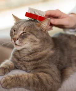 Vet's Best No-Rinse Clean Waterless Cat Shampoo. Natural Formula, 4 oz 1Pack - $10.95