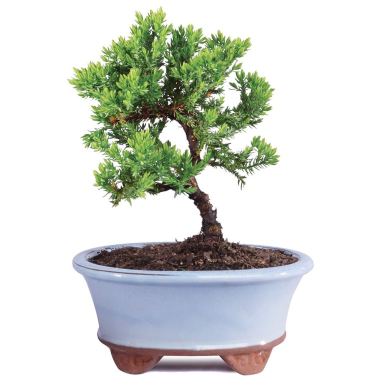 Brussel's Live Green Mound Juniper Outdoor Bonsai Tree - 3 Years Old; 4" to 6" Tall with Decorative Container - Not Sold in California Small Ceramic Pot - $32.95