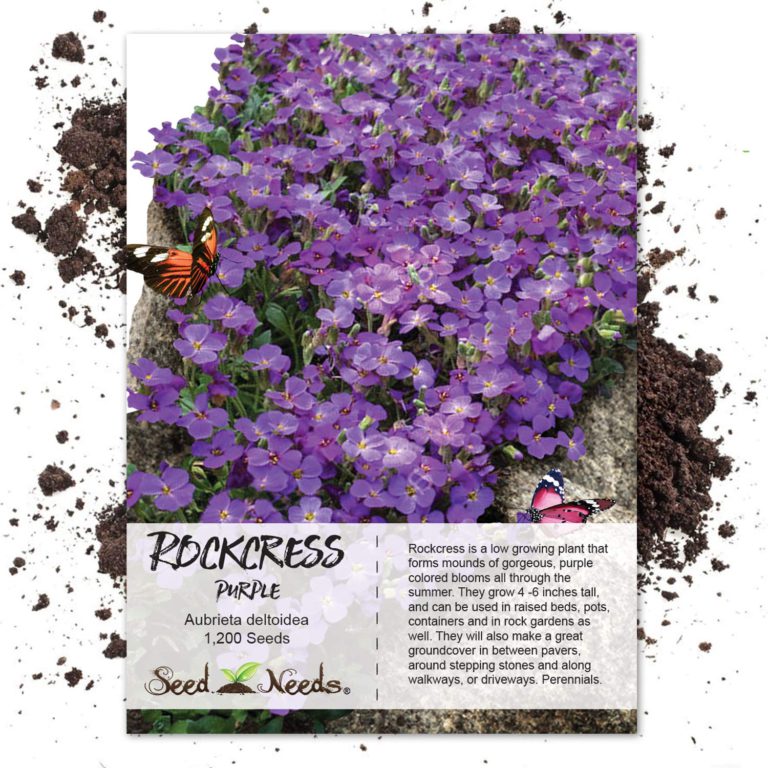 Seed Needs, Purple Rockcress Groundcover (Aubrieta deltoidea) 1,200 Seeds - $10.95