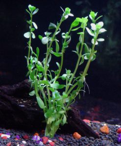 25+ stems / 6 species Live Aquarium Plants Package - Anacharis, Amazon and more! - $33.95