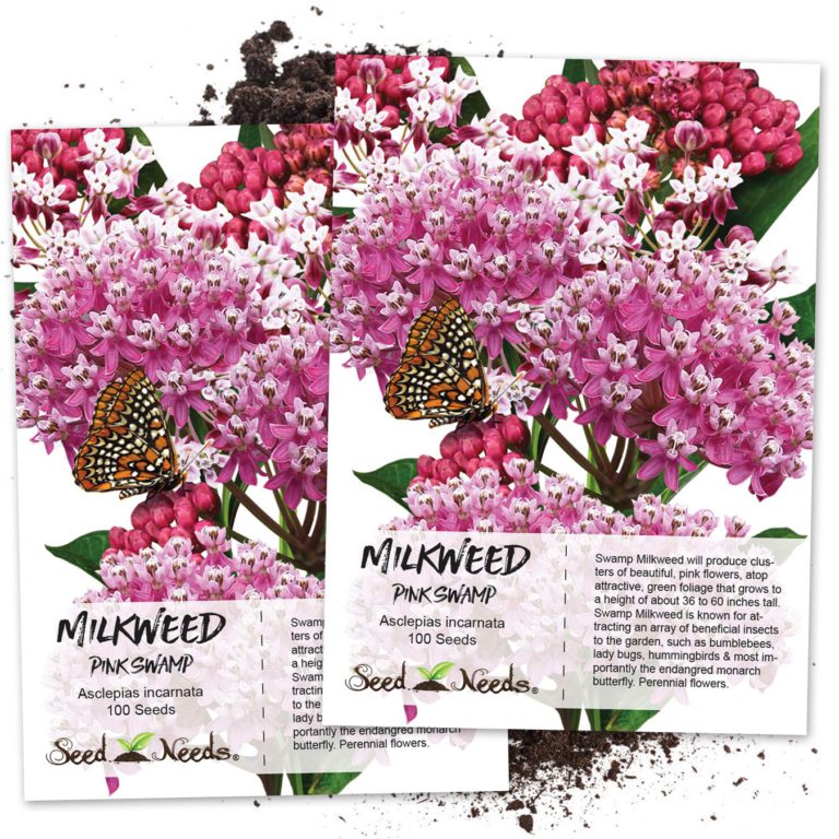 Seed Needs, Pink Swamp Milkweed (Asclepias incarnata) Twin Pack of 100 Seeds Each Untreated - $13.95