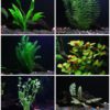 25+ stems / 6 species Live Aquarium Plants Package - Anacharis, Amazon and more! - $41.95