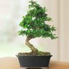 Brussel's Live Fukien Tea Indoor Bonsai Tree - 6 Years Old; 6" to 10" Tall with Decorative Container Medium Ceramic Pot - $22.95