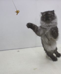 Cat Dancer 101 Cat Dancer Interactive Cat Toy 30' - $8.95