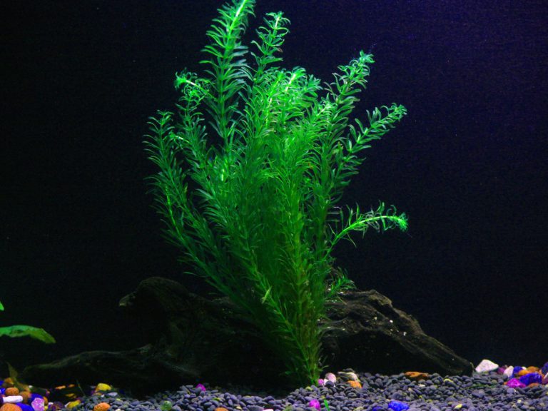 25+ stems / 6 species Live Aquarium Plants Package - Anacharis, Amazon and more! - $33.95