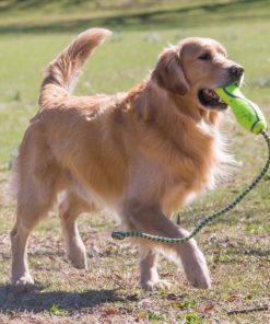KONG Air Dog Fetch Stick with Rope Dog Toy Large Standard Packaging - $20.95