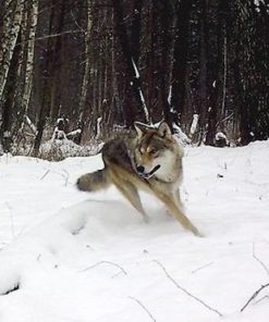 Alternative view of Code Talker: The First and Only Memoir By One of the Original Navajo Code Talkers of WWII Paperback