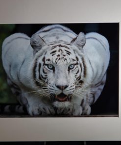 11" X 14" Premium Luster Inkjet Photo Paper - 50 Sheets 5 71xzkOYTMqL