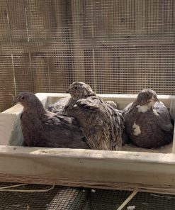 Alternative view of Lixit Chicken Dust Bath 5.5 lb 1