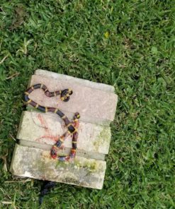 Ortho Snake B Gon Snake Repellent Granules, 2-Pound (Not Sold in AK) 2 Pound (Pack of 1) 15 91Sn3V6GJxL 1