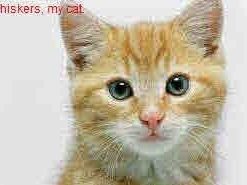 HP Printer Paper | 8.5 x 11 Paper | Copy &Print 20 lb | 5 Ream Case - 2500 Sheets| 92 Bright Made in USA - FSC Certified| 200350C 5 Pack Standard Size (8.5x11) 13 21FKNQGTDoL