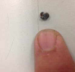 Herb Pharm Stone Breaker (Chanca Piedra) Compound Liquid for Urinary System Support - 1 Fl Oz 1 Fl Oz (Pack of 1) 24 21RbGyjJZpL