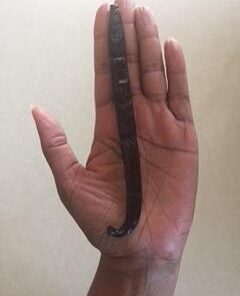 Slofoodgroup - Gourmet Vanilla from Tahiti - Real Tahitian Vanilla Bean Pods - 1 Count - For Cooking, Baking, and Vanilla Extract 20 21SspF2iVFL