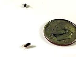 Josh's Frogs Freshly Started Flightless Drosophila Hydei Fruit Fly Culture Black 6 21r963yn2tL