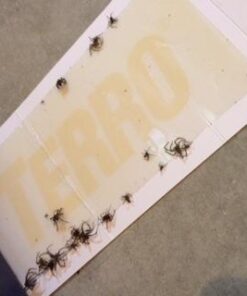 TERRO T3200 Spider & Insect Trap - 4 traps (not available for sale in NM) 7 310Krh6h6rL