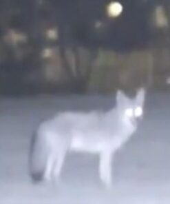 Barska NVX100 3x Night Vision Monocular with Built in Camera Short Range Monocular 17 314PoZLEuCL 1