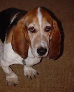 Checkups- Dental Dog Treats, 24ct 48 oz. for Dogs 20+ pounds Medium (Pack of 1) 18 316YaF6wzsL