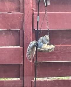 Kaytee Backyard Wildlife Food Blend For Wild Squirrels, Chipmunks, Rabbits and Other Backyard Wildlife, 5 Pound 5 Pound (Pack of 1) 35 319bmLadNML