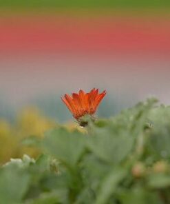 Tamron SP 70-200MM F/2.8 DI VC USD Telephoto Zoom Lens for Nikon (FX) Cameras Nikon FX Cameras 43 319ohZjOgHL