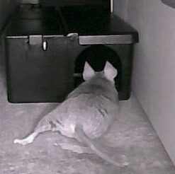 Victor M2524S Electronic Mouse Trap- No touch, No See disposal 1 Pack 35 31A7IhyL2WL