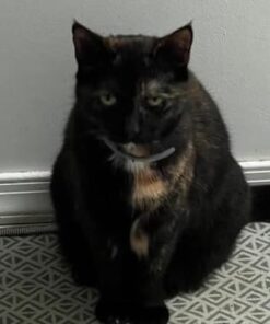 Seresto Cat Vet-Recommended Flea & Tick Treatment & Prevention Collar for Cats | 8 Months Protection 1 Pack Cat Only 31 31BUnhqi SL