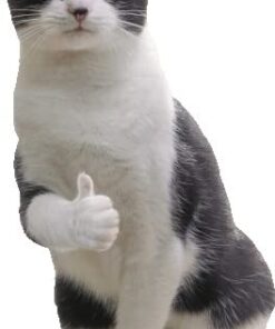 Purina Friskies Wet Cat Food Pate - 5.5 oz. Can Salmon Dinner 5.5 Ounce (Pack of 24) 35 31Es8sO3JRL