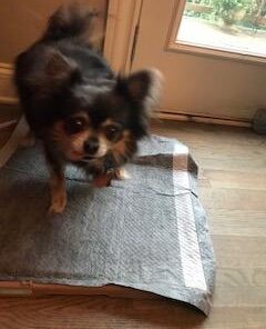 Alpha Paw - Odor Eliminating Pee Pads for Dogs, Extra Thick Disposable Leak-Proof Dog Pads, Quick-Dry, Non-Slip Backing, With Pheromones To Attract Your Dog Standard (22"x 23") 24 31HO nEnoQL