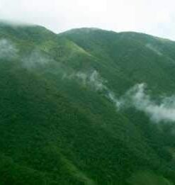 Jamaican Blue Mountain Coffee - 1 Pound - Light Roast 14 31HbiK1m4L