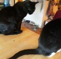 Hill's Science Diet Dry Cat Food, Adult, Sensitive Stomach & Skin, Chicken & Rice Recipe, 3.5 lb. Bag 3.5 Pound (Pack of 1) 36 31I3GhXYYrL