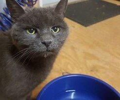 K&H Pet Products Thermal-Bowl Outdoor Heated Dog Bowl Blue 96 Ounces 31 31ISfZmoL