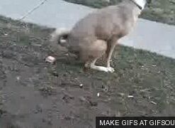 Earth Rated Dog Poop Bags, Guaranteed Leak Proof and Extra Thick Waste Bag Refill Rolls For Dogs, Unscented, 120 Count 120 Bags 40 31LbnETxESL