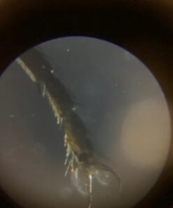 AmScope M162C-2L-PB10-WM-SP14-50P100S 40X-1000X Beginners Microscope Kit for Kids & Students w/Complete Science Accessory Kit + World of The Microscope Book 72 31NMi1WZqqL 1