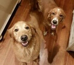 PetSafe Basic Bark Control Collar for Dogs 8 lb. and Up, Anti-Bark Training Device, Waterproof, Static Correction, Canine - Automatic Dog Training Collar to Decrease Barking, PBC-102 28 31O UH iFXL