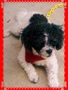 PetArmor for Dogs, Flea and Tick Treatment for Small Dogs (5-22 Pounds), Includes 3 Month Supply of Topical Flea Treatments 3 Count 5-22 lbs 41 31TogaZa1lL