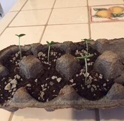 Mexican Miniature Watermelon 15 Seeds -Melothria scabra 18 31UgNbukITL