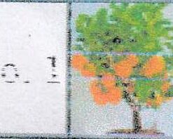 Alternative view of Cheap! Fruit seeds Orange Tree Seeds DWARF WASHINGTON NAVEL Grow Indoors or Outdoors 30pcs