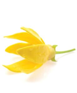 doTERRA Ylang Ylang Essential Oil - 15 ml Sweet, rich, spicy 0.51 Fl Oz (Pack of 1) 9 31ZWNg0u5xL