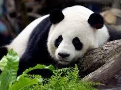 Panda Animal Hood Faux Fur Hat with Warm Scarf Mittens Ears and Paws by HatButik. 20 31axo6Sz4 L