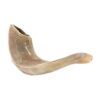 Shofar Kosher Ram Horn 8-9" 28 31bFg1cLO8L