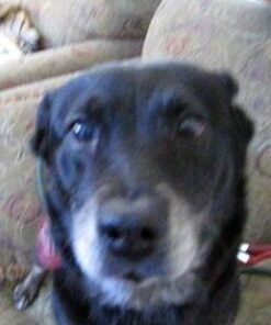 Vet Classics Cranberry Comfort Urinary Tract Pet Supplement for Dogs, Cats – Maintains Dog Bladder Health, Cat Bladder Control – Pet Supplements for Incontinence – 65 Soft Chews 15 31bMksyRI1L