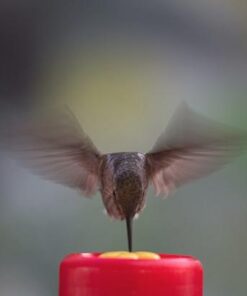 Perky-Pet 202F Replacement Yellow Feeder Flowers 3W x .77D ins. 15 31esREivxEL