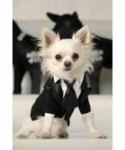 K9 Advantix II Large Dog Vet-Recommended Flea, Tick & Mosquito Treatment & Prevention | Dogs 21 - 55 lbs. | 4-Mo Supply 4 Pack Large Dog only 26 31ex4UzRLL