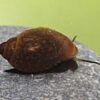 (10) Live Freshwater Bladder Snails from Great Feeders !!! 18 31jg 7wPQdL